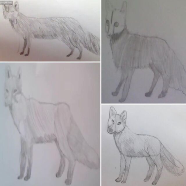 Year five have been leaning about proportion and shading with some stunning results🦊