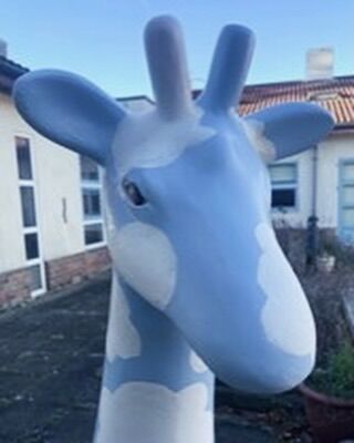 Introducing Alan.  He will be part of the Standing Tall Trail in Cambridge summer 2024 🦒